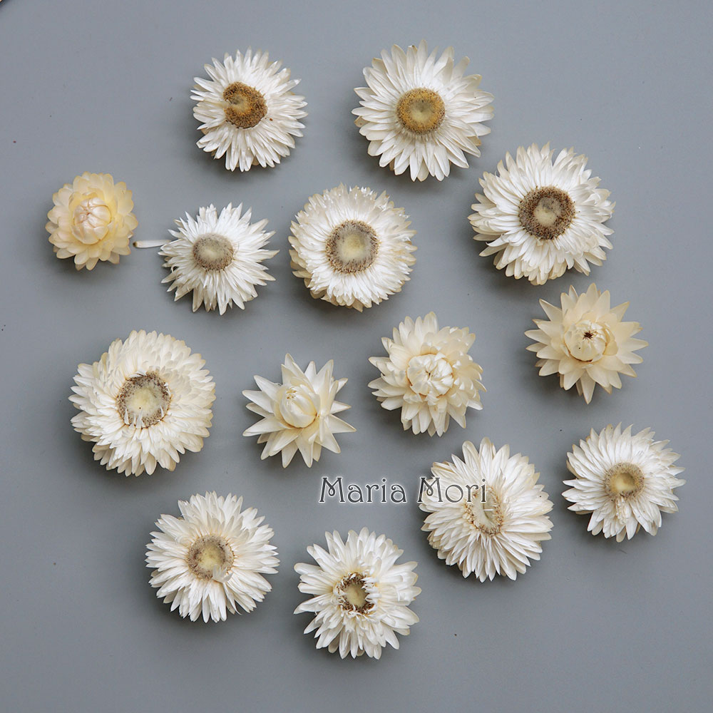 Natural Dried Colorful Chrysan - Baby Products 1 Year review and price