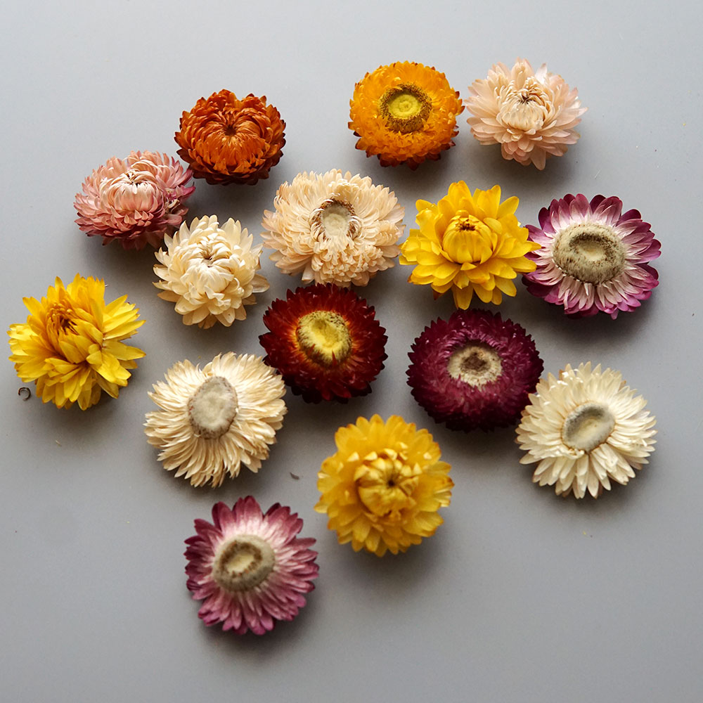 Natural Dried Colorful Chrysan - Baby Products 1 Year review and price