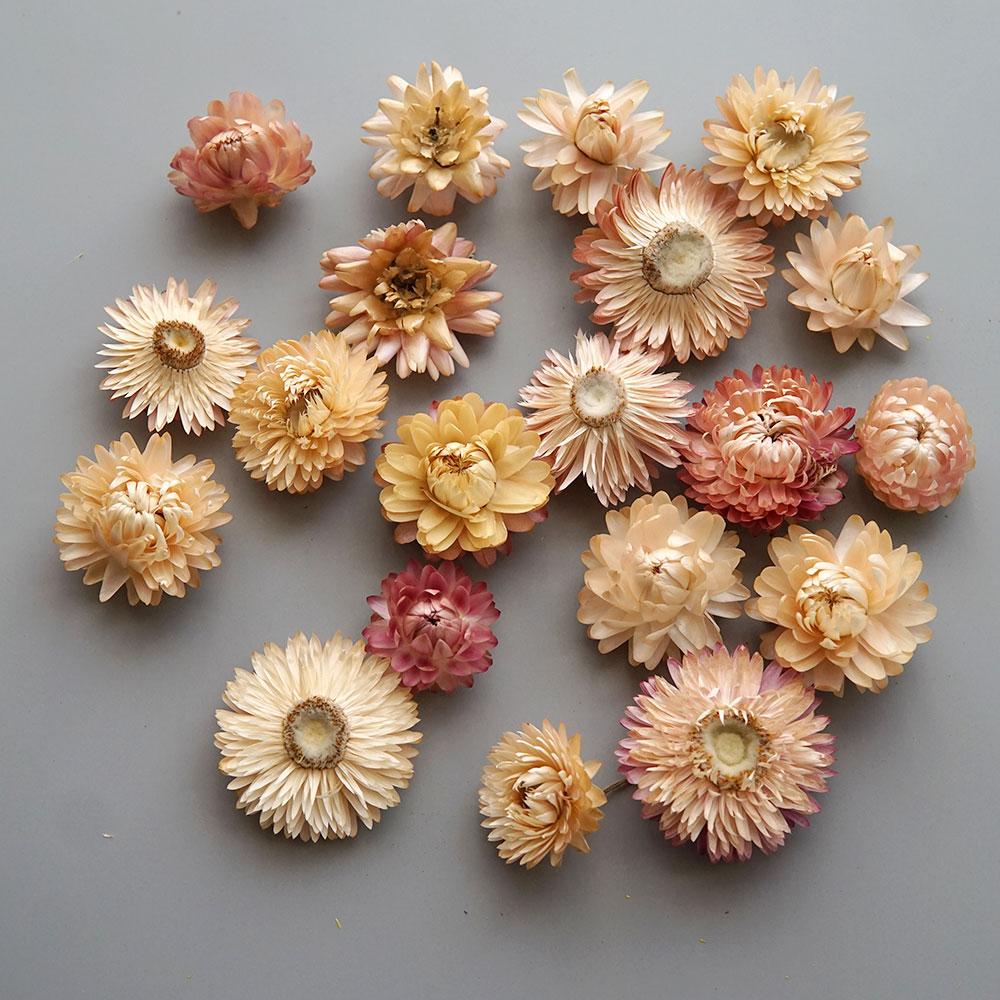 Natural Dried Colorful Chrysan - Baby Products 1 Year review and price